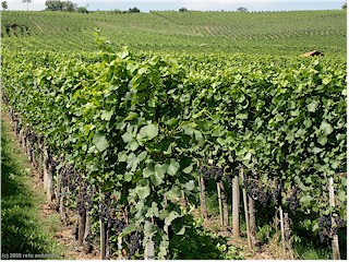 Wine yard near Hallau