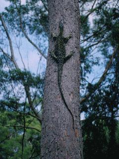 [ klicken sie auf das bild fr eine vergrsserung (800x600, 90 kB)