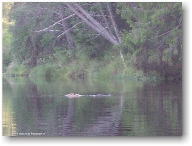 ein biber schwimmt im fluss