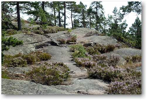 stampberget im skuleskogens nationalpark