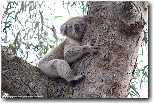 koala auf eukalyptusbaum im raymond island conservation reserve