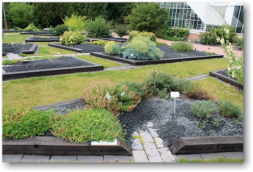 blumenbeet im botanischen garten von helsinki