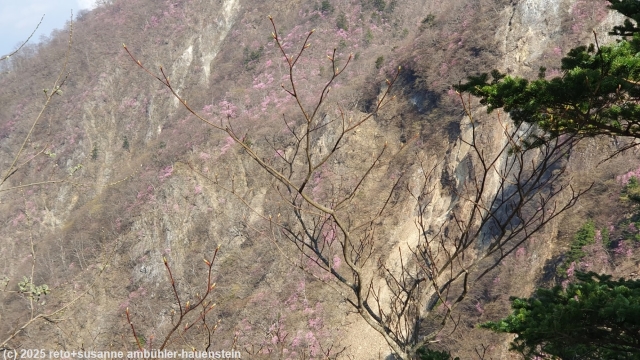 bluehende baeume neben den kegon falls bei chugushi