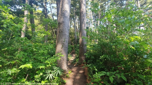 jogasaki coastal trail durch schattenspendenden wald