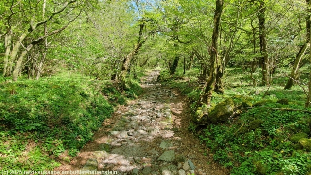 mount myoken trail durch schoenen wald