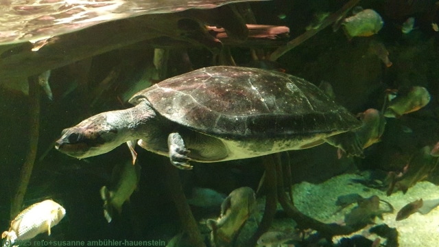 wasserschildkroete im kaiyukan aquarium in osaka