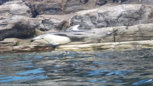 weissseitendelphin im kaiyukan aquarium in osaka