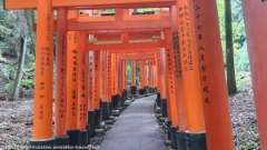 senbon torii beim fushimi inari schrein in kyoto