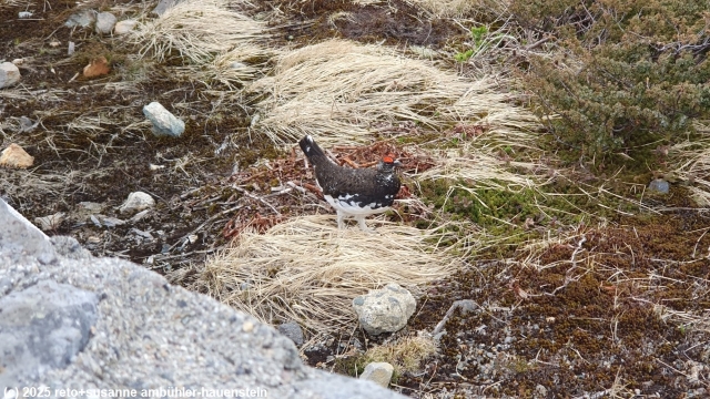schneehuhn bei murodo entlang der alpine route