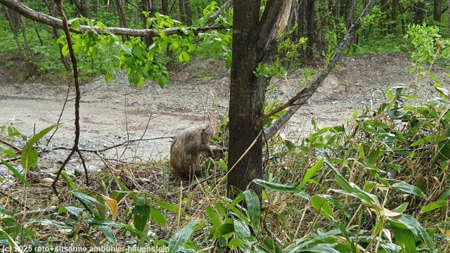 affe am azusa river trail bei kamikochi