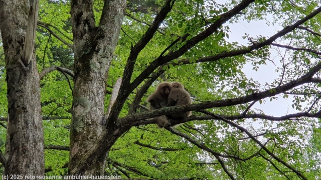 affen auf einem baum am azusa river trail bei kamikochi