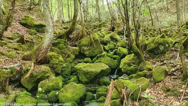bach am shirakabanomichi in norikura