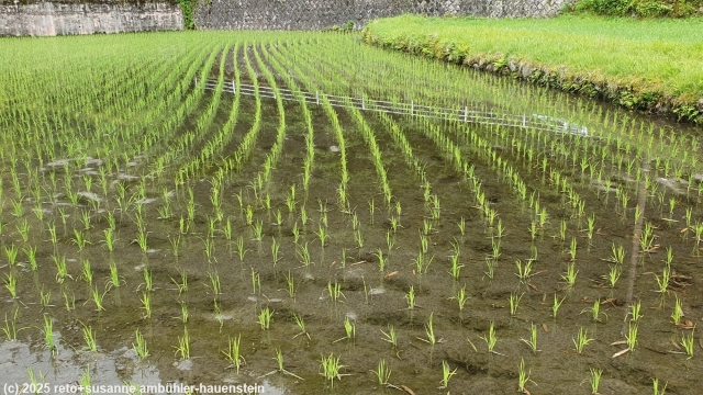 reisfeld bei tsumago am nakasendo