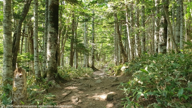goko lakes trail durch wunderschoenen wald im shiretoko nationalpark