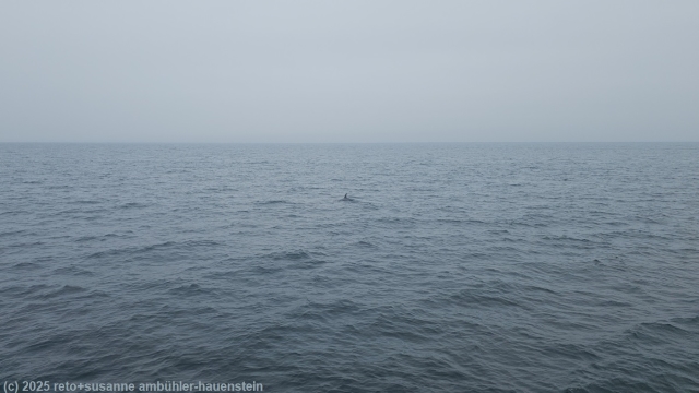 erste walsichtung in der nemuro strasse