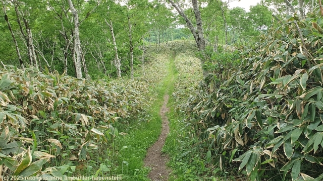 mount mashu trail durch lichten wald im akan-mashu nationalpark