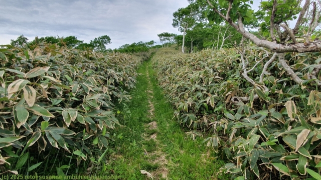 mount mashu trail durch niedriges gestruepp im akan-mashu nationalpark