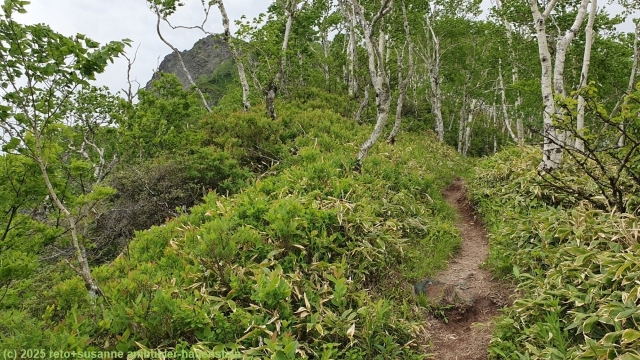 aufstieg zum mount mashu im verlauf des mount mashu trail im akan-mashu nationalpark