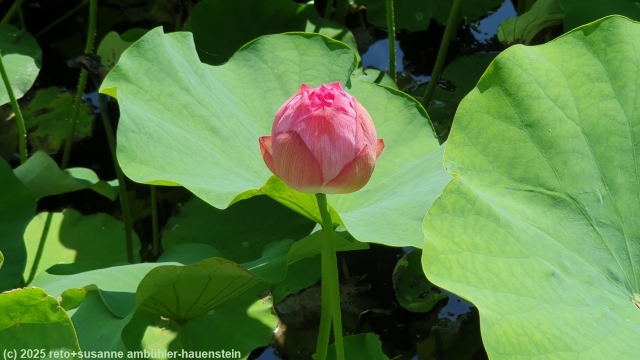 lotusbluete im shinobazu pond neben dem ueno park in tokyo