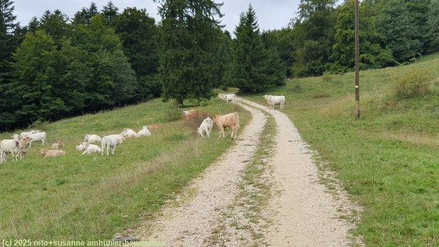 flacher abschnitt durch kuhweide richtung les coperies