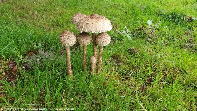 pilze neben dem wanderweg bei la combaz
