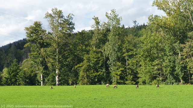 gaemsen am stadtrand von vallorbe