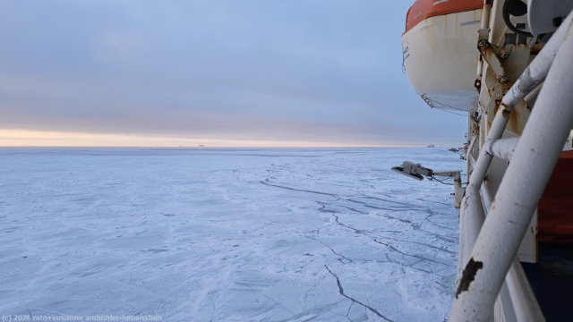 die finnlady pfluegt sich durch den zugefrorenen golf von finnland