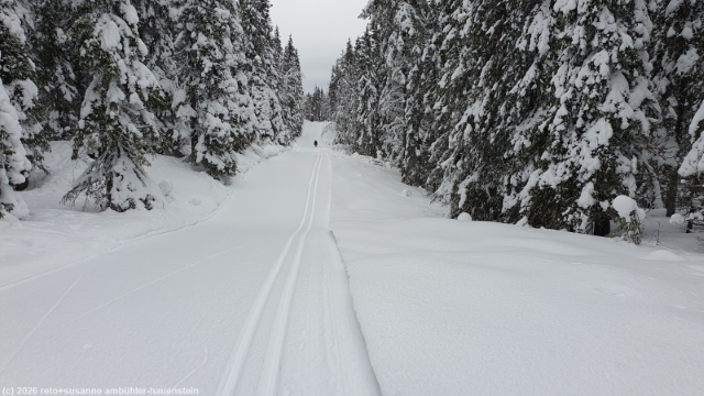 loipe durch winterlichen wald von pikku-syoete zur koiratupa