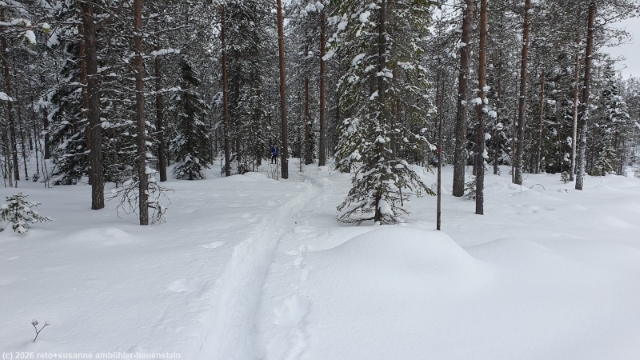 quer durch den wald bei posio