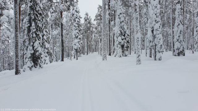 winterlicher wald entlang der loipe kotivaaran latu bei posio