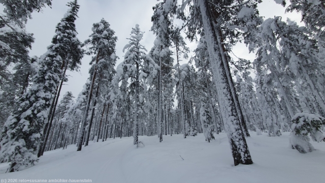 winterlicher wald entlang der loipe kotivaaran latu bei posio