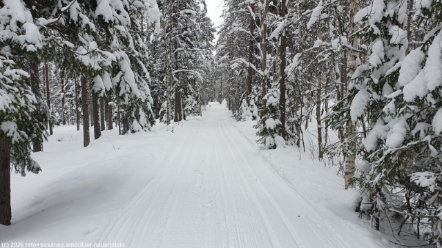 loipe posionjaerven aurinkolatu durch winterlichen wald bei posio