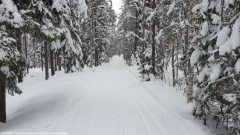 loipe posionjaerven aurinkolatu durch winterlichen wald bei posio