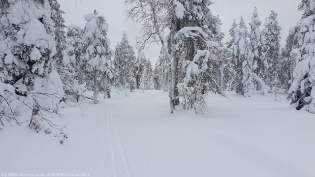 winterwald entlang des karitunturin eraemaalatu bei posio