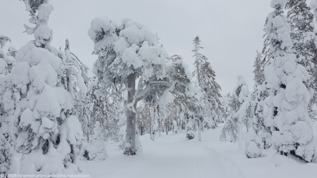 markanter baum am karitunturin eraemaalatu bei posio