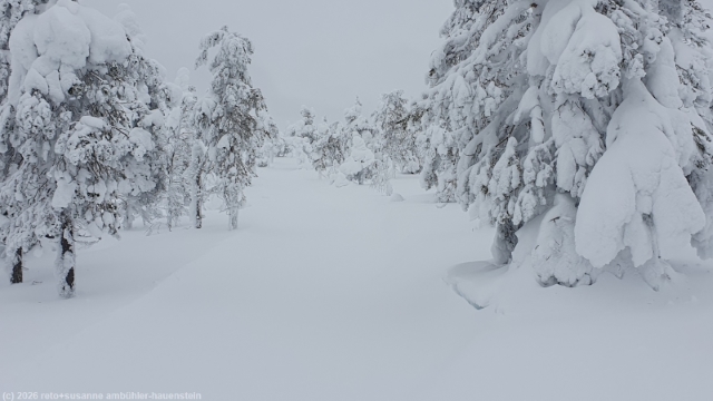 winterwald entlang des karitunturin eraemaalatu bei posio