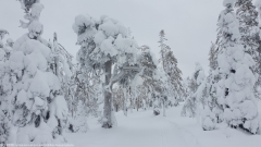 markanter baum am karitunturin eraemaalatu bei posio