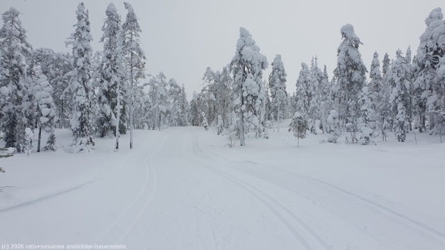 winterwald entlang der loipe tunturin ympaeri-latu bei sallatunturi