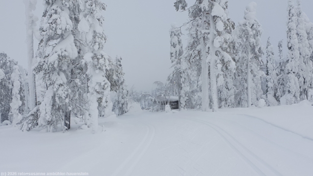 winterwald entlang der loipe tunturin ympaeri-latu bei sallatunturi