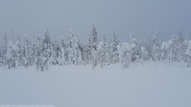 winterwald entlang der loipe tunturin ympaeri-latu bei sallatunturi