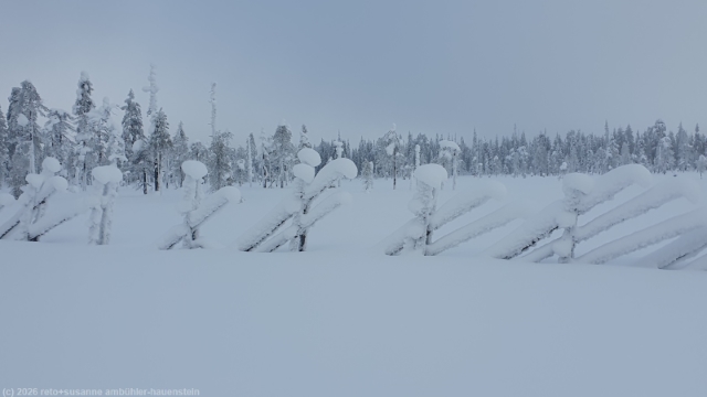 schneebedeckter zaun entlang der loipe tunturin ympaeri-latu bei sallatunturi