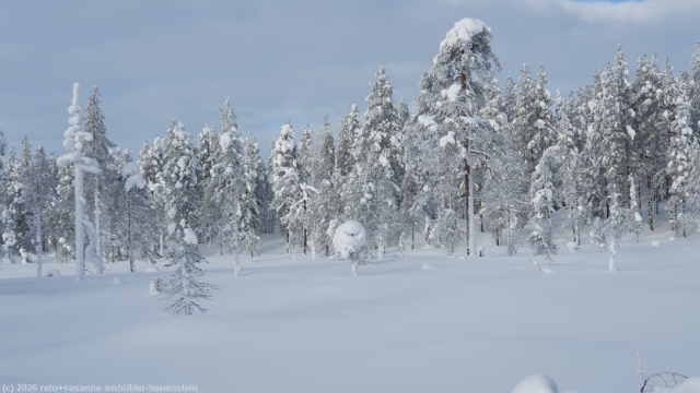 winterwald entlang der loipe ruuhitunturi-poropuisto-sallatunturi bei sallatunturi