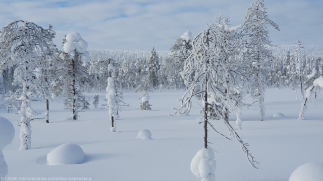 winterwald entlang der loipe ruuhitunturi-poropuisto-sallatunturi bei sallatunturi
