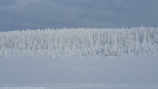 winterwald entlang der loipe ruuhitunturi-poropuisto-sallatunturi bei sallatunturi