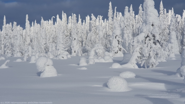 winterwald entlang der loipe sallatunturi-ruuhitunturi-poropuisto bei sallatunturi