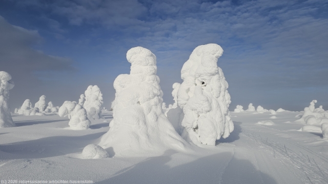schneeumhuellte baeume entlang der loipe ruuhitunturin latu bei sallatunturi
