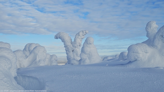 skurrile schneebaeume am ruuhitunturin latu bei sallatunturi