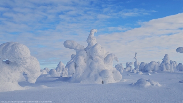 skurrile schneebaeume am ruuhitunturin latu bei sallatunturi