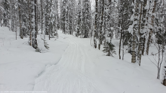 unpraeparierter abschnitt durch wald im verlauf des kalliojaerven lenkki bei salla