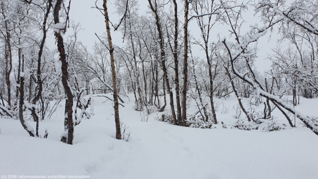 weg durch winterwald von der abisko turiststation zum windschutz nissonjohka